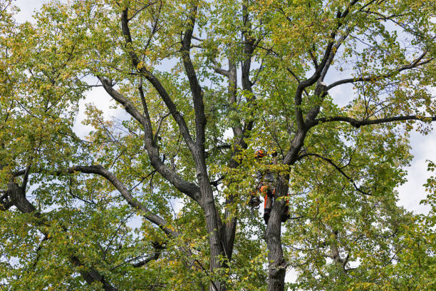 Best Root Management and Removal  in Breckenridge, MN